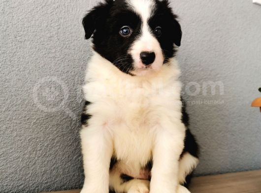 Border Collie Yavrularımız görsel