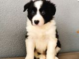 Border Collie Yavrularımız
