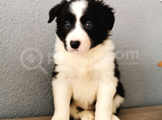 Border Collie Yavrularımız görsel