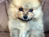 Spitz Pomeranian