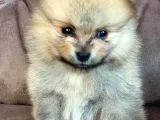Spitz Pomeranian