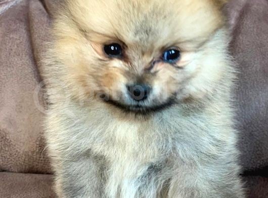 Spitz Pomeranian görsel