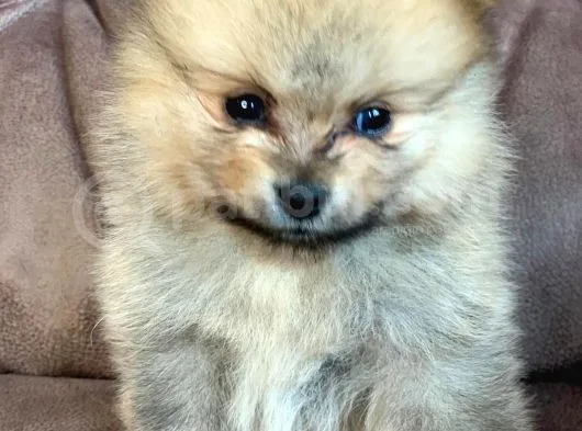 Spitz Pomeranian