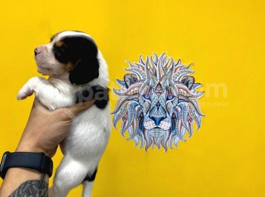 Orj. Babyface Beagle Bebeklerimiz görsel