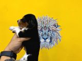 Orj. Babyface Beagle Bebeklerimiz