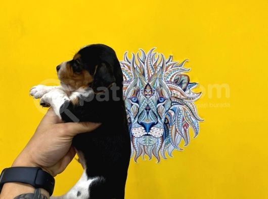 Orj. Babyface Beagle Bebeklerimiz görsel
