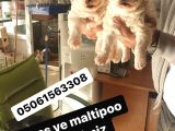 Maltess Ve Maltipoo Yavrularımız Erkek