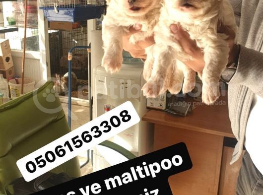 Maltess Ve Maltipoo Yavrularımız Erkek görsel