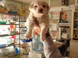 Maltess Ve Maltipoo Yavrularımız Erkek