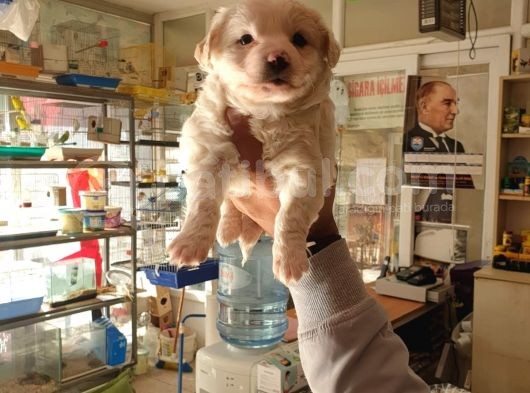 Maltess Ve Maltipoo Yavrularımız Erkek görsel