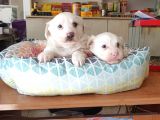 Maltess Ve Maltipoo Yavrularımız Erkek