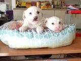 Maltess ve Maltipoo Yavrularımız Erkek