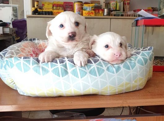 Maltess Ve Maltipoo Yavrularımız Erkek görsel