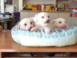 Maltess Ve Maltipoo Yavrularımız Erkek