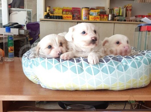 Maltess Ve Maltipoo Yavrularımız Erkek görsel