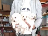 Maltess Ve Maltipoo Yavrularımız Erkek