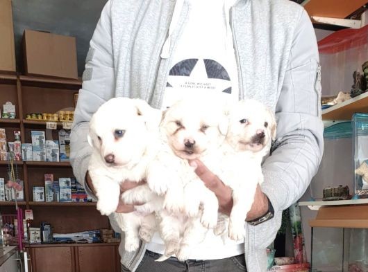 Maltess Ve Maltipoo Yavrularımız Erkek görsel