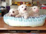 Maltess Ve Maltipoo Yavrularımız Erkek
