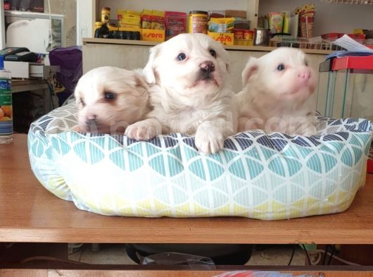 Maltess Ve Maltipoo Yavrularımız Erkek görsel