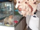 Maltess Ve Maltipoo Yavrularımız Erkek