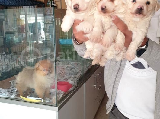Maltess Ve Maltipoo Yavrularımız Erkek görsel