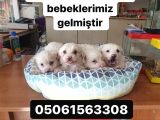 Maltess Ve Maltipoo Yavrularımız Erkek