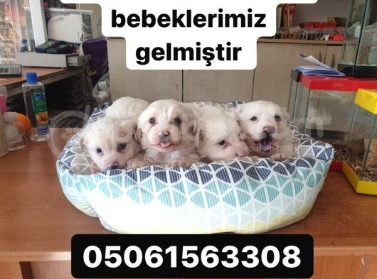 Maltess Ve Maltipoo Yavrularımız Erkek görsel