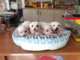 Maltess Ve Maltipoo Yavrularımız Erkek
