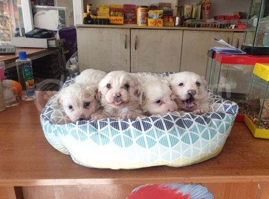 Maltess Ve Maltipoo Yavrularımız Erkek görsel