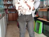 Maltess Ve Maltipoo Yavrularımız Erkek