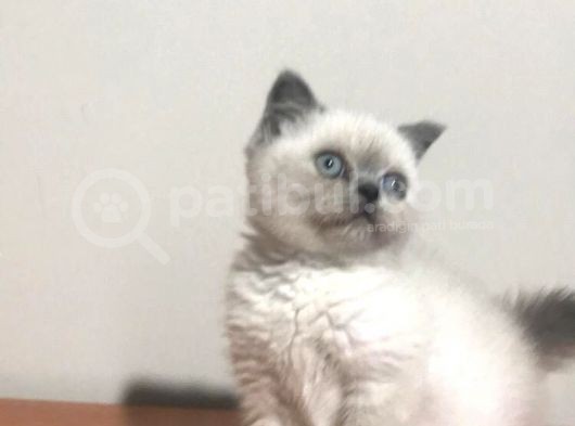 Safkan Blue Point Dişi görsel