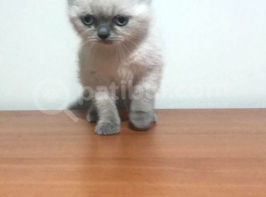 Safkan Blue Point Dişi görsel