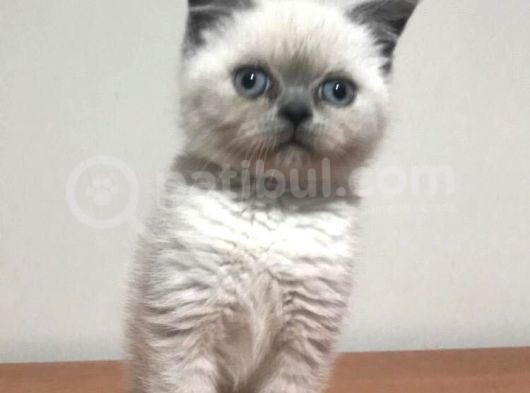 Safkan Blue Point Dişi görsel