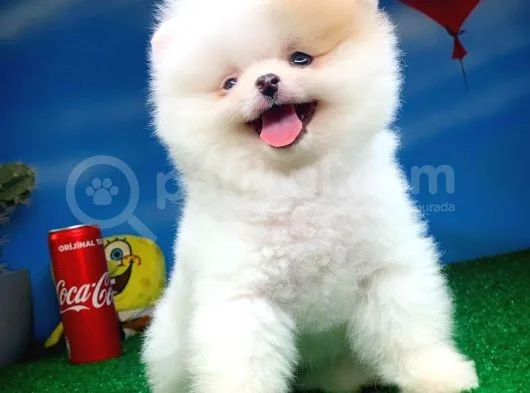 Pomeranian Boo