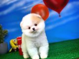 Pomeranian Boo