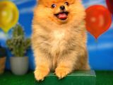Yavrupatiler Güvencesiyle Pomeranian Boo Yavrularımız