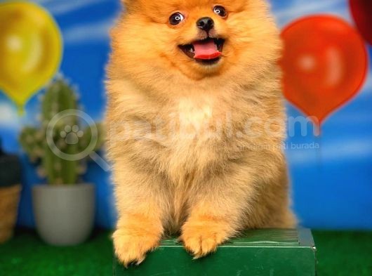 Yavrupatiler Güvencesiyle Pomeranian Boo Yavrularımız görsel
