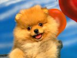Yavrupatiler Güvencesiyle Pomeranian Boo Yavrularımız