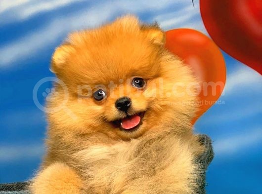 Yavrupatiler Güvencesiyle Pomeranian Boo Yavrularımız görsel