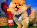 Yavrupatiler Güvencesiyle Pomeranian Boo Yavrularımız