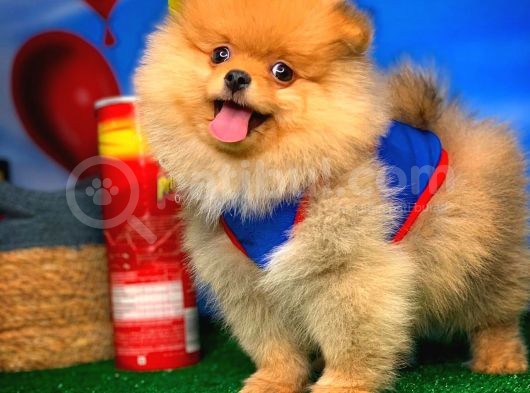 Yavrupatiler Güvencesiyle Pomeranian Boo Yavrularımız görsel