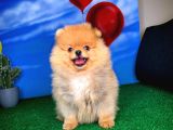 Yavrupatiler Güvencesiyle Pomeranian Boo Yavrularımız