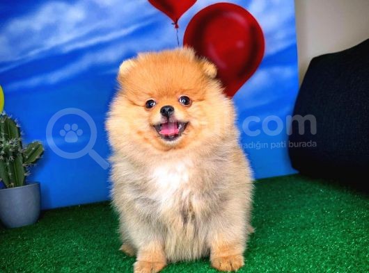 Yavrupatiler Güvencesiyle Pomeranian Boo Yavrularımız görsel