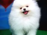 @yavrupatiler Güvencesiyle Pomeranian Boo Yavrularımız