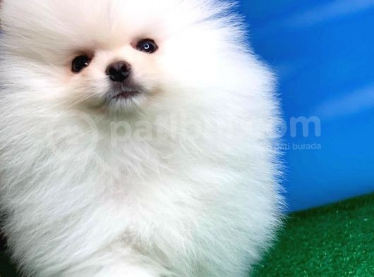@Yavrupatiler Güvencesiyle Pomeranian Boo Yavrularımız görsel