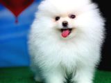 @Yavrupatiler Güvencesiyle Pomeranian Boo Yavrularımız