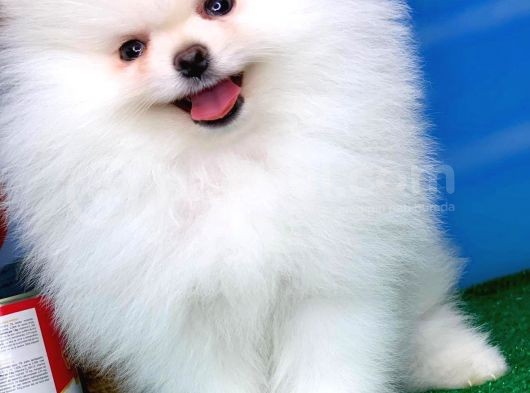 @Yavrupatiler Güvencesiyle Pomeranian Boo Yavrularımız görsel