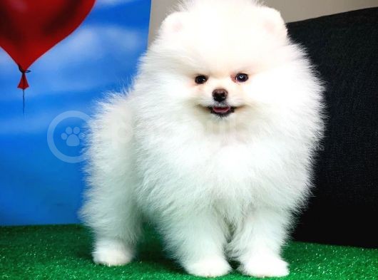 @Yavrupatiler Güvencesiyle Pomeranian Boo Yavrularımız görsel