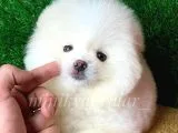 Orjinal Pomeranian Yavrularımız
