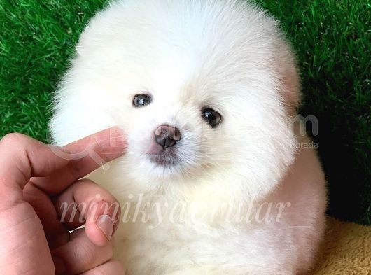 Orjinal Pomeranian Yavrularımız görsel